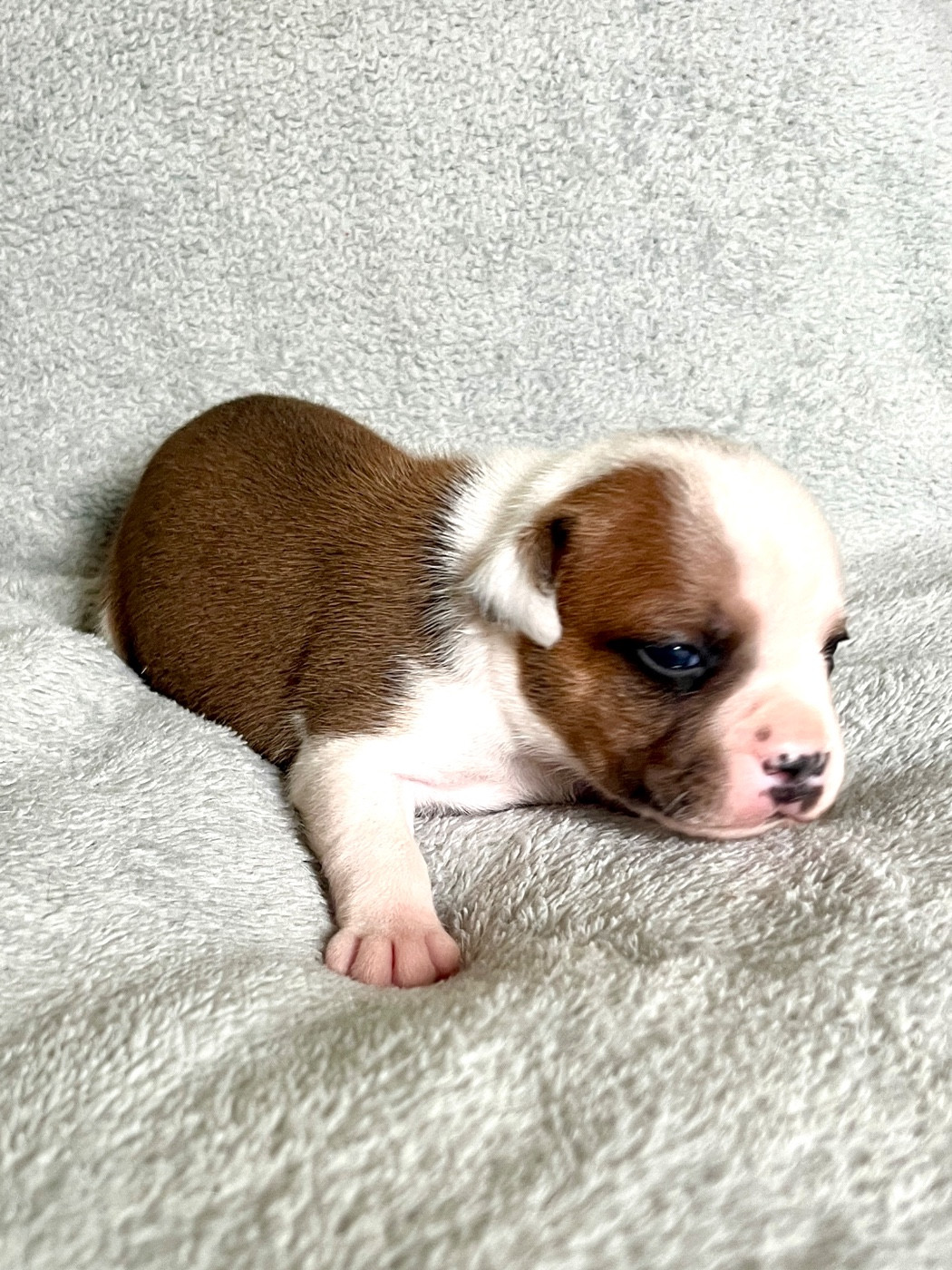 Patasnegras - Chiots disponibles - Staffordshire Bull Terrier