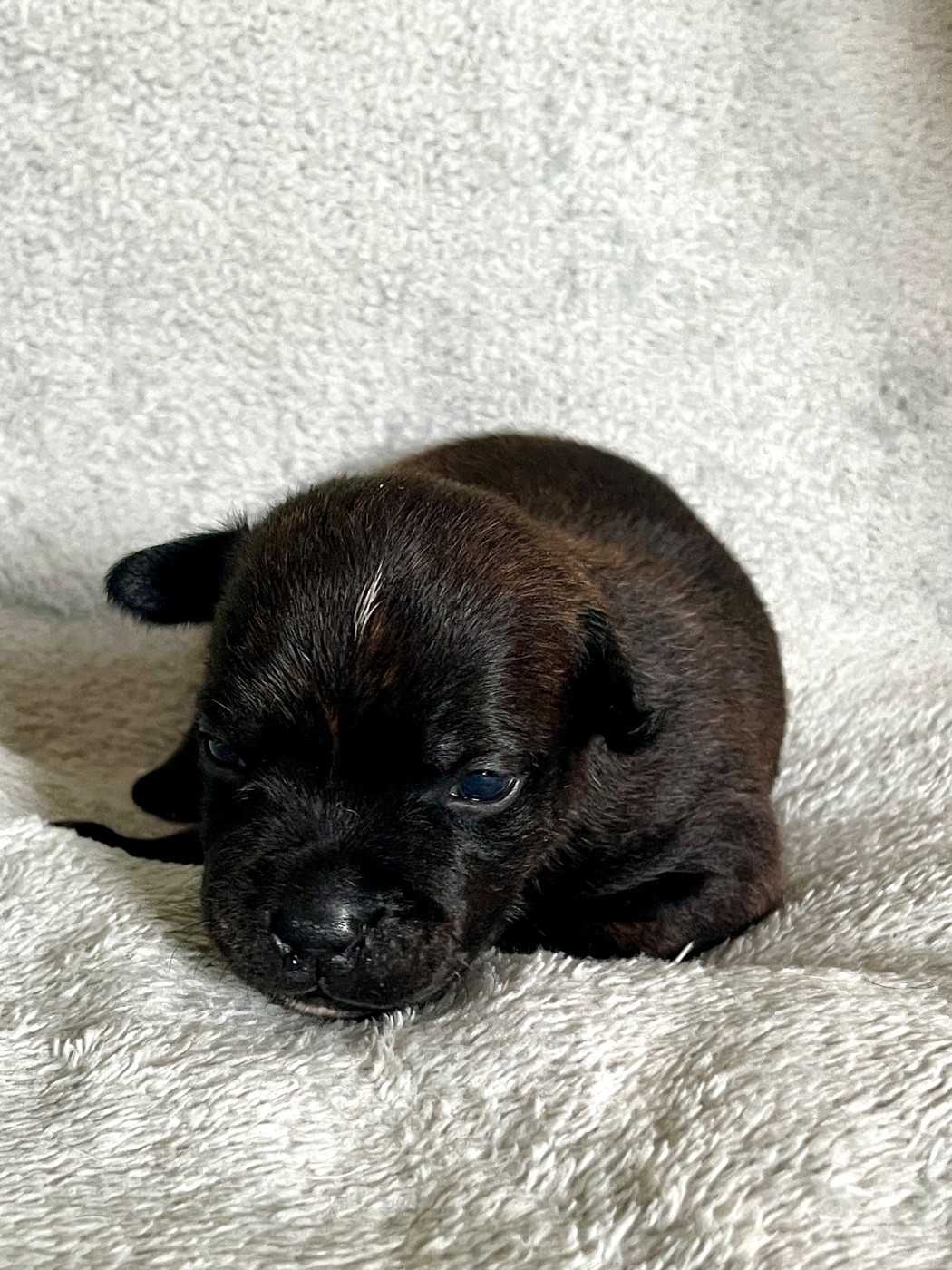 Patasnegras - Chiots disponibles - Staffordshire Bull Terrier