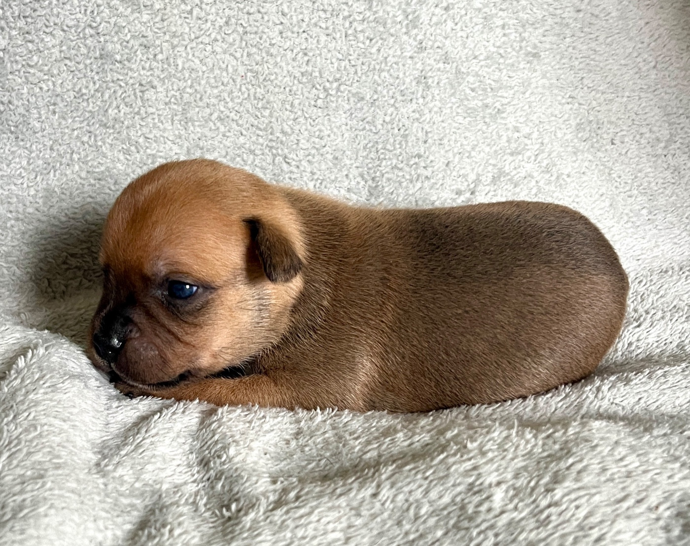 Patasnegras - Chiots disponibles - Staffordshire Bull Terrier
