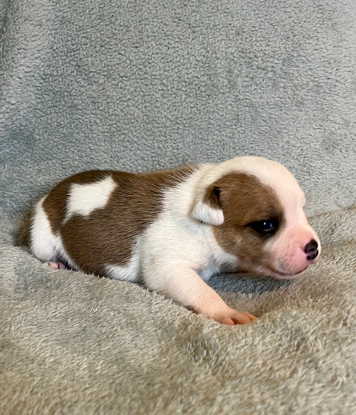 Patasnegras - Chiots disponibles - Staffordshire Bull Terrier