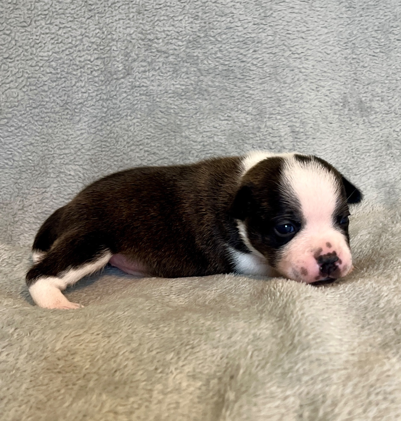 Patasnegras - Chiots disponibles - Staffordshire Bull Terrier