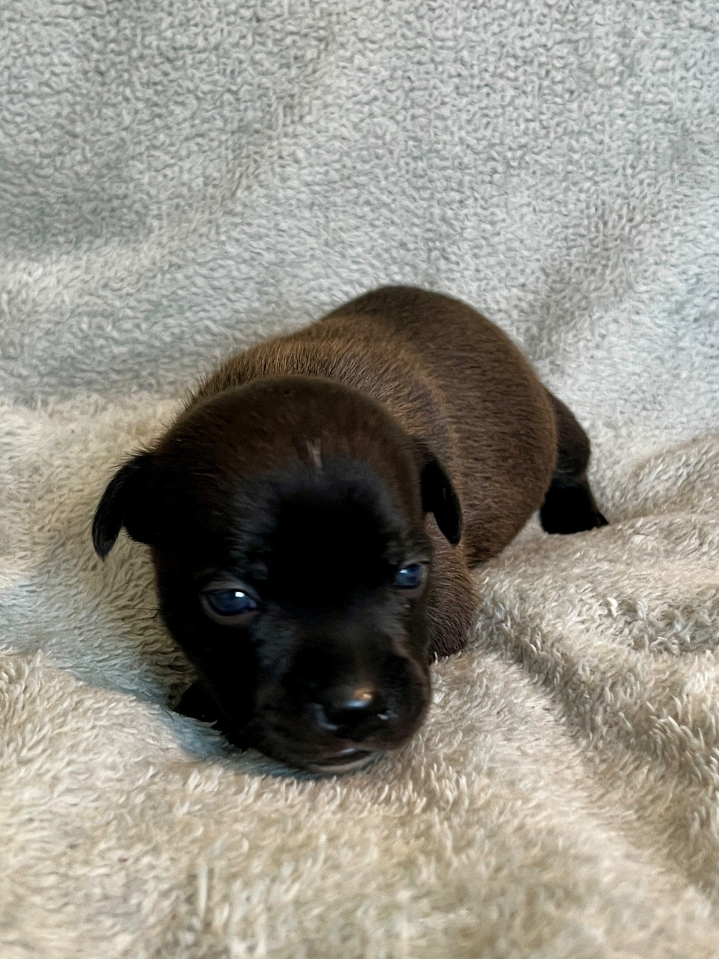 Patasnegras - Chiots disponibles - Staffordshire Bull Terrier