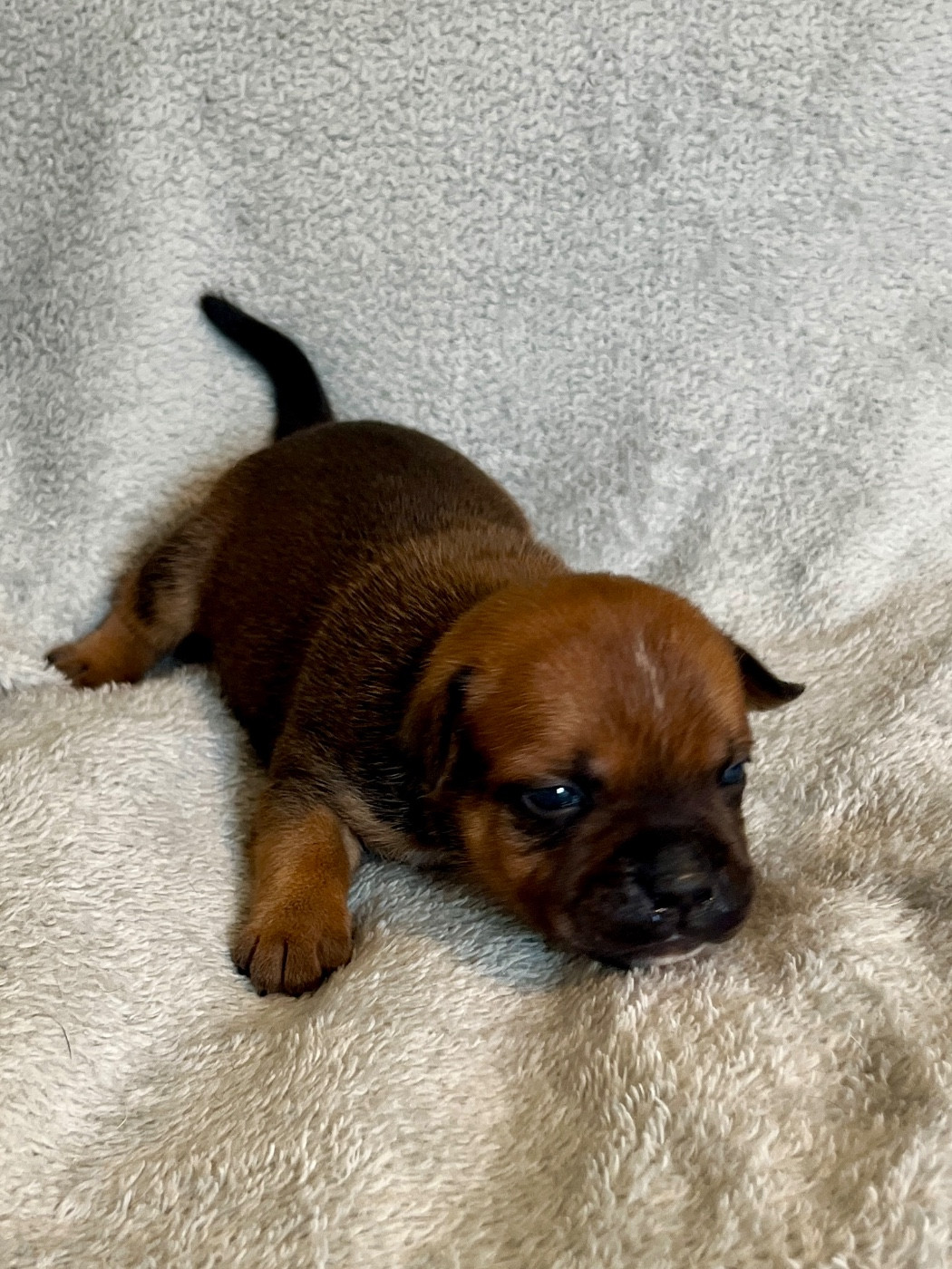Patasnegras - Chiots disponibles - Staffordshire Bull Terrier